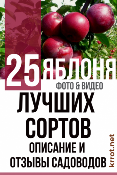 Яблоня: описание 25 лучших сортов с отзывами садоводов о них