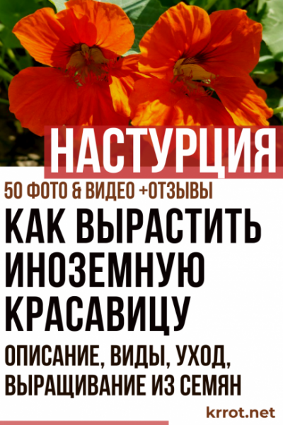 Принцесса Настурция: знакомая незнакомка. Описание, виды, выращивание из семян, уход (50 Фото & Видео) +Отзывы