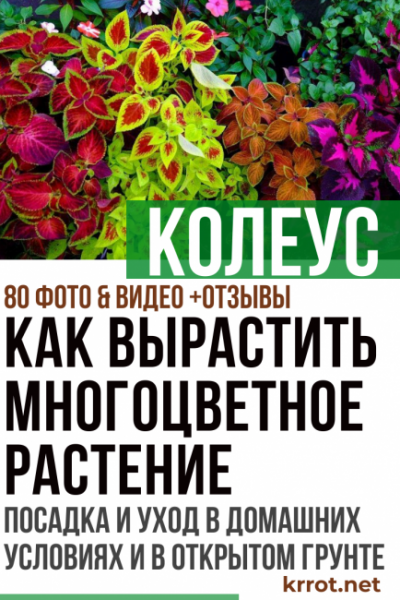 Колеус: описание, виды и сорта, выращивание из семян, посадка и уход в домашних условиях и в открытом грунте (80+ Фото & Видео) +Отзывы