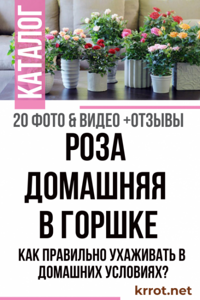 Роза домашняя (комнатная) в горшке: уход после покупки, выращивание (20+ Фото & Видео) +Отзывы