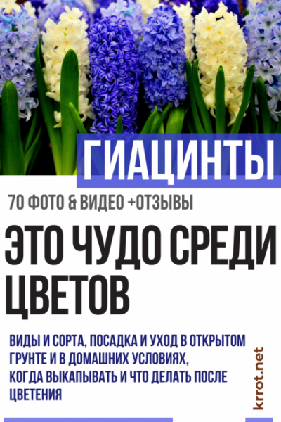 Гиацинт (80+ Фото) — Посадка, уход и размножение в домашних условиях — Нарядный букет на подоконнике +Отзывы