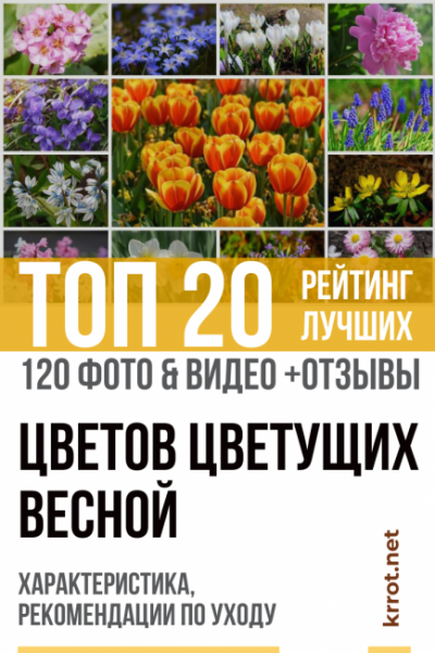 ТОП-20 Первоцветов: цветы цветущие весной. Описание с Фото, характеристика, уход