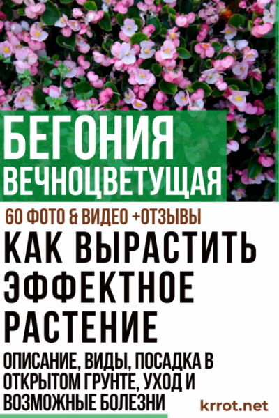 Бегония вечноцветущая: описание, виды, посадка в открытом грунте и уход, возможные болезни (60 Фото & Видео) +Отзывы