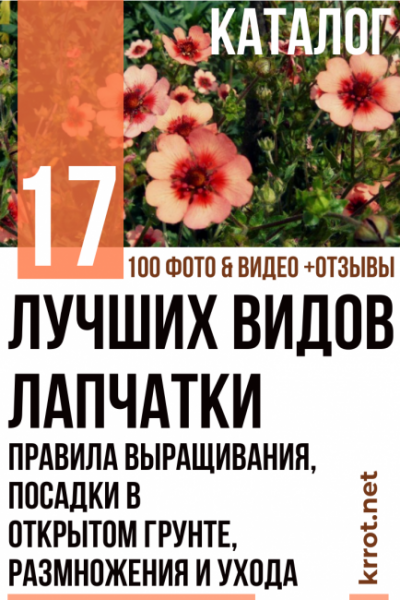 Лапчатка: описание 17 популярных видов, правила выращивания, посадки в открытом грунте, размножения и ухода (100 Фото & Видео) +Отзывы