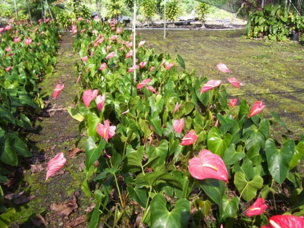 Антуриум (Anthurium): виды и сорта, посадка и уход в домашних условиях, размножение, пересадка | (Фото & Видео)