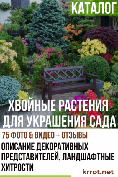 Каталог хвойных растений для украшения вашего сада: описание декоративных представителей, ландшафтные хитрости (75+ Фото & Видео) +Отзывы