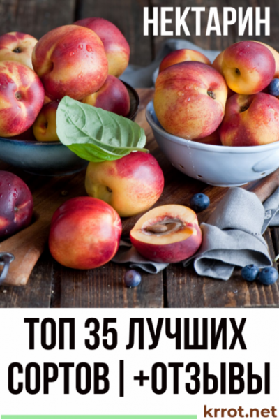 Нектарин: описание 35 сортов с фото и отзывами садоводов | Общая польза, применение в медицине и косметологии