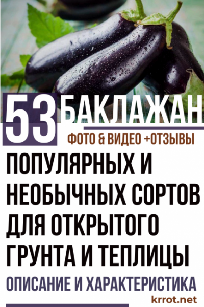 Баклажаны: описание и характеристика 53 популярных и необычных сортов для открытого грунта и теплицы (Фото & Видео) +Отзывы