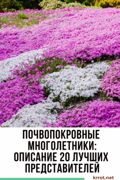 Почвопокровные многолетники: названия видов с описанием, выращивание и уход | (35+ Фото & Видео) +Отзывы