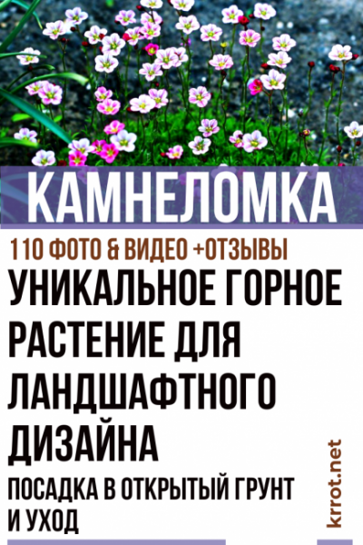 Камнеломка: описание, виды и сорта, размножение, выращивание из семян, посадка в открытый грунт, уход (110+ Фото & Видео) +Отзывы