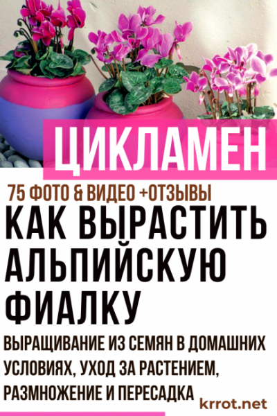 Цикламен — фиалка из луковицы: описание, выращивание из семян в домашних условиях, уход за растением, размножение и пересадка (75+ Фото & Видео) +Отзывы