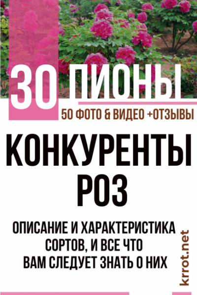 Пионы — конкуренты роз: описание и характеристика 30 сортов, все что вам следует знать о них (50 Фото & Видео) +Отзывы