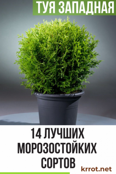 Туя западная: описание 14 морозостойких сортов, способы размножения, выращивание и уход (50+ Фото & Видео) +Отзывы