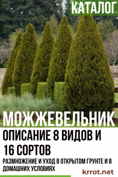 Можжевельник: описание 8 видов и 16 сортов, размножение и уход в открытом грунте и в домашних условиях  (120+ Фото & Видео) +Отзывы