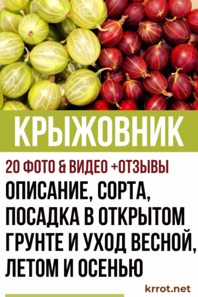 Крыжовник: о1писание, сорта, посадка в открытом грунте и уход весной, летом и осенью (20 Фото & Видео) +Отзывы