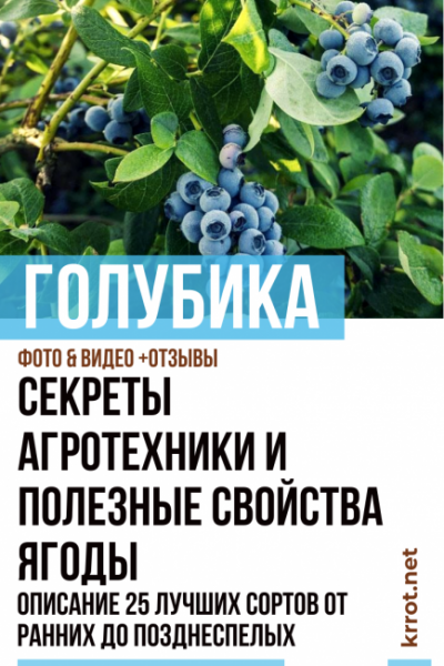 Голубика: описание 25 лучших сортов от ранних до позднеспелых. Секреты агротехники и полезные свойства ягоды (Фото & Видео) +Отзывы