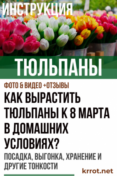 Как вырастить тюльпаны к 8 марта в домашних условиях? Посадка, выгонка, хранение и другие тонкости