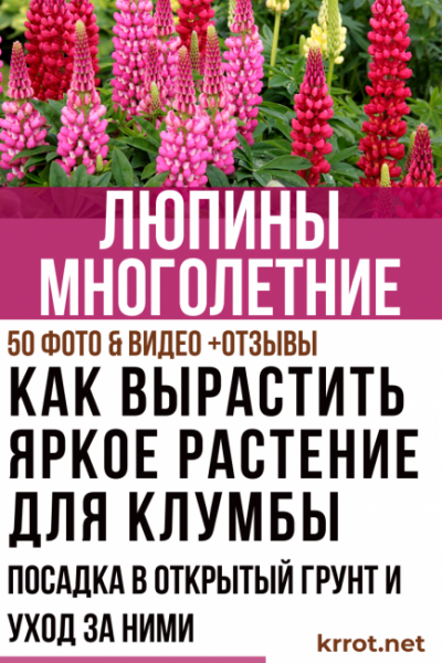 Люпины многолетние: описание растения, выращивание из семян, посадка в открытый грунт и уход за ними (50+ Фото & Видео) +Отзывы