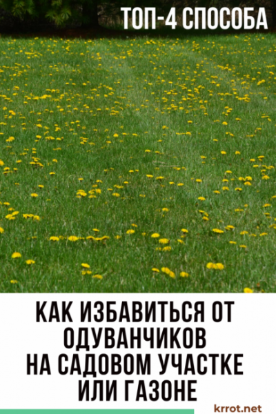 Как навсегда избавиться от одуванчиков на участке или газоне?