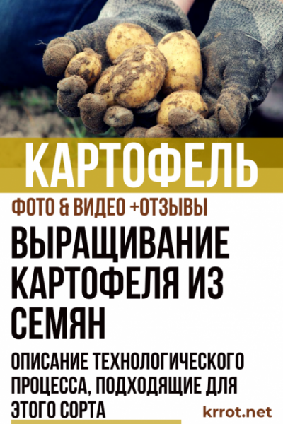 Выращивание картофеля из семян: нужно ли оно? Полное описание технологического процесса, подходящие для этого сорта (Фото & Видео) +Отзывы