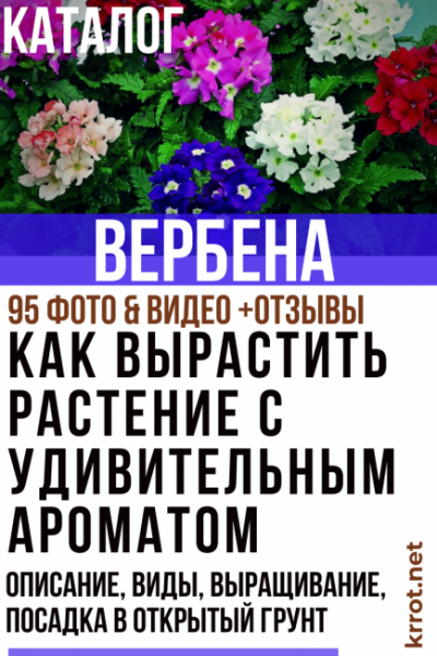 Вербена: описание, виды, выращивание, посадка в открытый грунт и уход за растением, размножение (95 Фото & Видео) +Отзывы