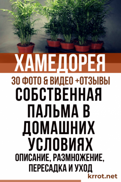 Пальма Хамедорея – описание, размножение, пересадка и уход в домашних условиях (30 Фото & Видео) +Отзывы