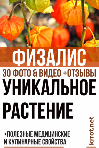 Физалис: описание, выращивание рассады, посадка в открытый грунт и уход за ним, полезные медицинские и кулинарные свойства (30 Фото & Видео) +Отзывы