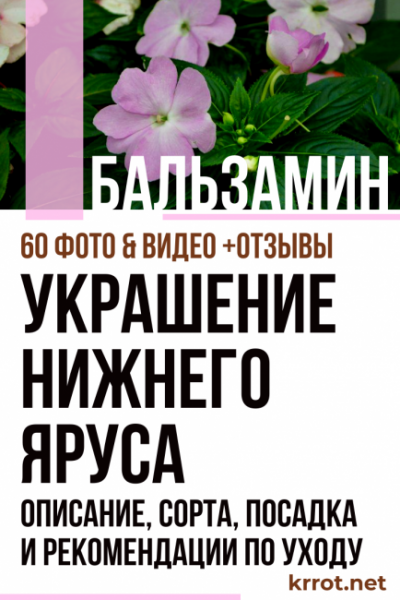 Бальзамин — украшение нижнего яруса: описание, сорта, посадка и рекомендации по уходу (60 Фото & Видео) +Отзывы