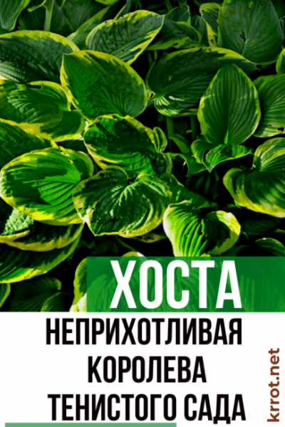 Хоста: описание, виды и сорта, посадка в открытом грунте и уход, возможные болезни (120+ Фото & Видео) +Отзывы