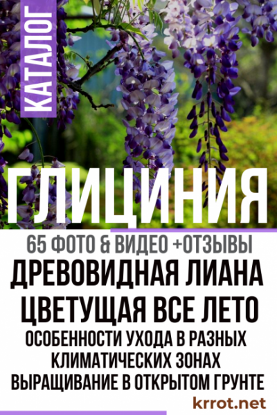 Глициния: описание, выращивание в открытом грунте и особенности ухода за прихотливой красавицей в разных климатических зонах (65+ Фото & Видео) +Отзывы