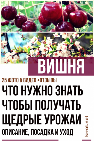 Вишня: описание, посадка и уход — все что нужно знать о ней, чтобы получать щедрые урожаи | (25 Фото & Видео) +Отзывы