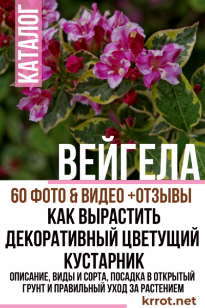 Вейгела: описание, виды и сорта, посадка в открытый грунт и правильный уход за растением (60 Фото & Видео) +Отзывы