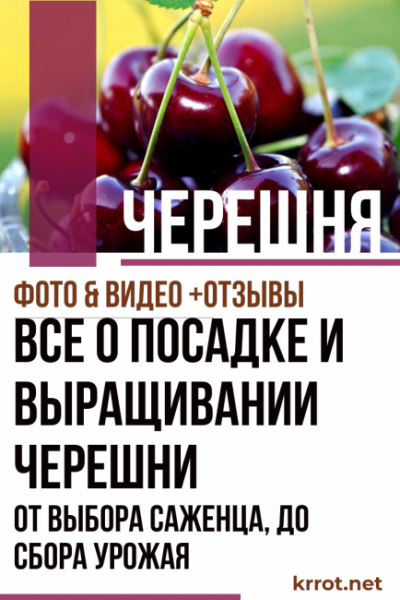 Все о посадке и выращивании черешни – от выбора саженца, до сбора урожая (Фото & Видео) +Отзывы