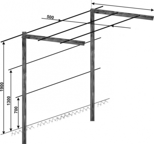 Шпалера для для подвязки винограда: инструкция с размерами и чертежами для изготовления своими руками | (Фото & Видео)+Отзывы