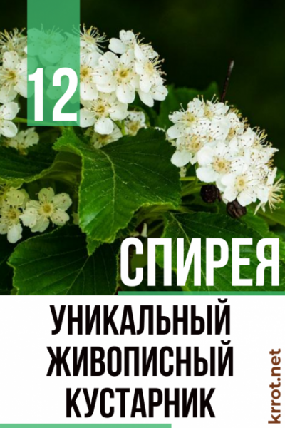 Спирея: описание 12 популярных видов, посадка в открытом грунте, уход, особенности для разных климатических зон включая Сибирь (80+ Фото & Видео) +Отзывы