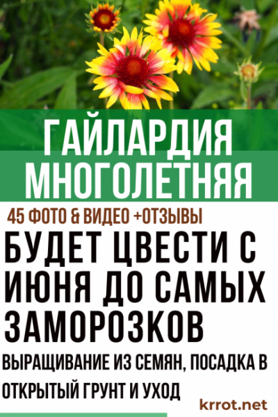 Гайлардия многолетняя: описание, выращивание из семян, посадка в открытый грунт и уход (45+ Фото & Видео) +Отзывы