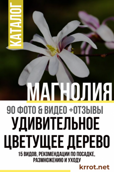 Магнолия: описание 15 видов, рекомендации по посадке, размножению и уходу (90 Фото & Видео) +Отзывы