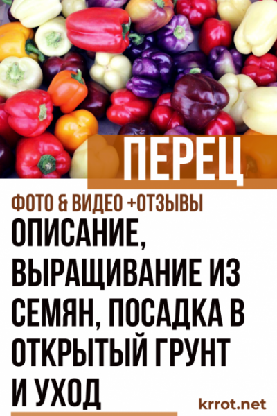 Перец: описание, выращивание из семян, посадка в открытый грунт и уход (Фото & Видео) +Отзывы