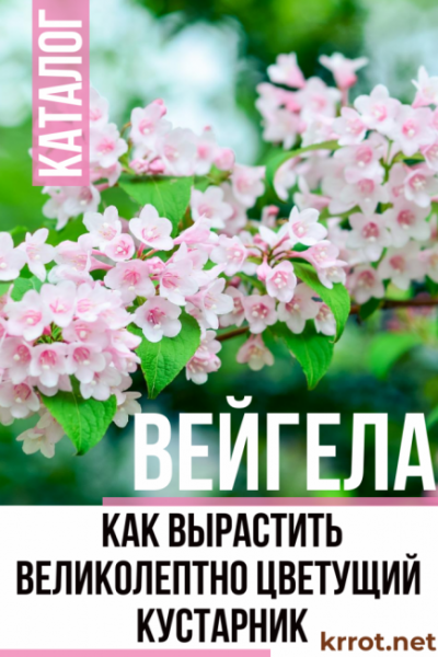 Вейгела: описание, виды и сорта, посадка в открытый грунт и правильный уход за растением (60 Фото & Видео) +Отзывы