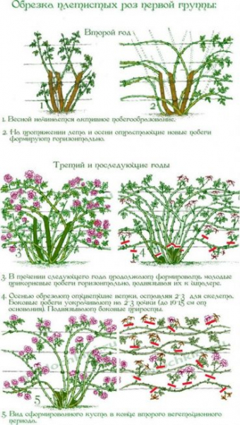 Плетистые розы: описание 20 лучших сортов, посадка и уход, размножение, обрезка | (75 Фото & Видео) +Отзывы