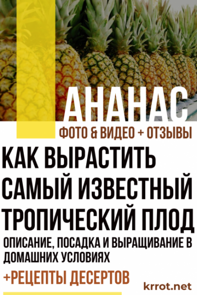 Ананас: описание, посадка и выращивание в домашних условиях, рецепты десертов (Фото & Видео) +Отзывы