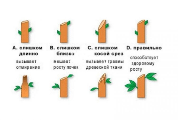 Роза домашняя (комнатная) в горшке: уход после покупки, выращивание (20+ Фото & Видео) +Отзывы