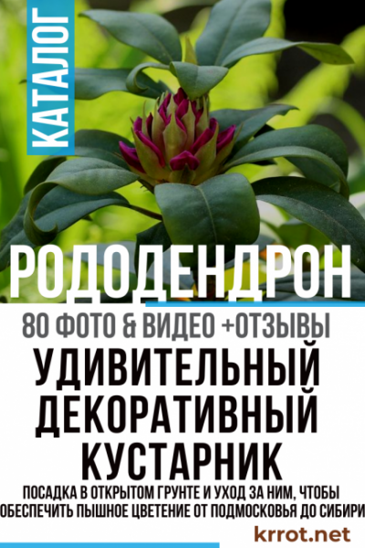 Рододендрон: описание, посадка в открытом грунте и уход за ним, чтобы обеспечить пышное цветение от Подмосковья до Сибири (80 Фото & Видео)