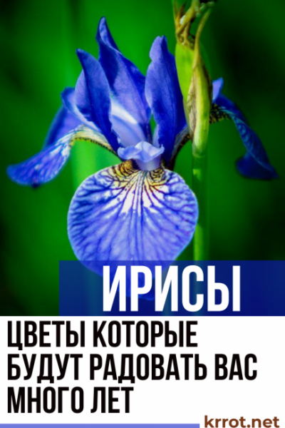 Ирисы: описание, виды и сорта, посадка в открытый грунт и уход (150+ Фото & Видео) +Отзывы