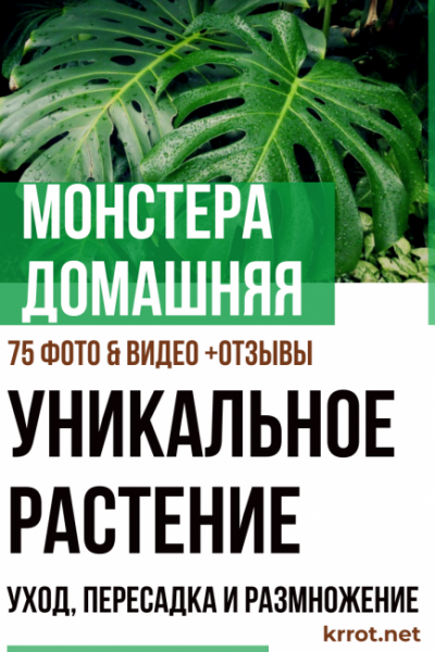 Монстера домашняя – экзотическая лиана из жарких тропиков. Описание, уход, пересадка и размножение (75 Фото & Видео) +Отзывы