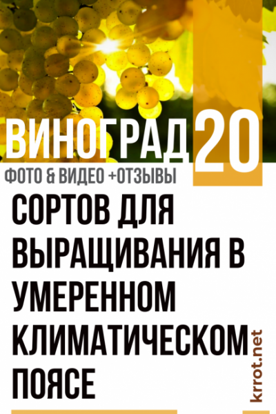 Виноград: описание 20 сортов для выращивания в умеренном климатическом поясе, особенности ухода и размножения в домашних условиях (Фото & Видео) +Отзывы