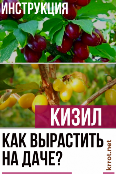 Кизил: описание, посадка в открытом грунте, уход, размножение, возможные болезни — растение на все случаи жизни (50+ Фото & Видео) +Отзывы