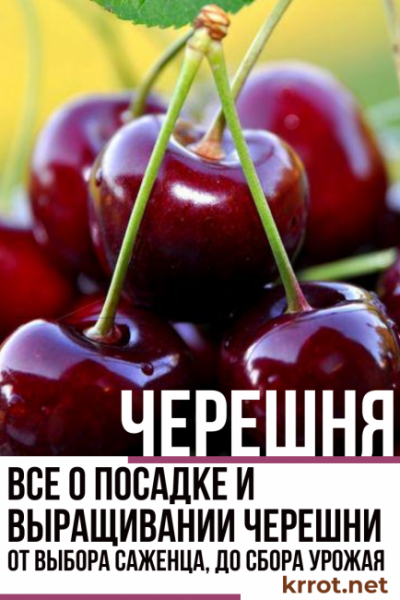 Все о посадке и выращивании черешни – от выбора саженца, до сбора урожая (Фото & Видео) +Отзывы