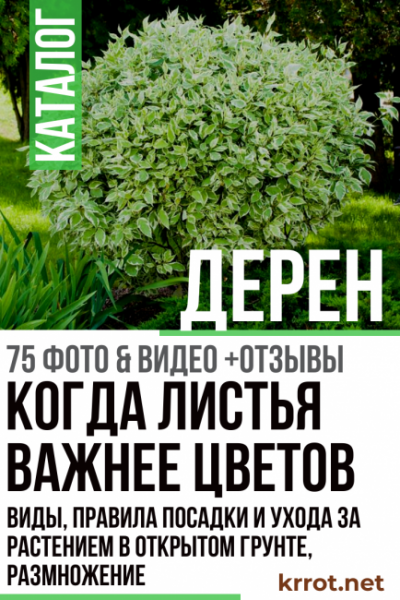 Дерен: описание, виды, правила посадки и ухода за растением в открытом грунте, размножение (75+ Фото & Видео) +Отзывы