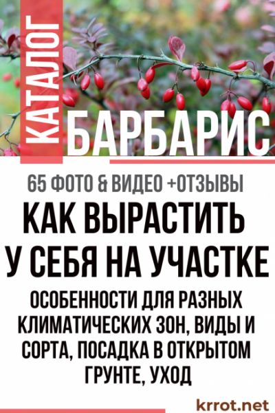 Барбарис: описание, виды и сорта, посадка в открытом грунте, уход, особенности для разных климатических условий включая Сибирь (65 Фото & Видео) +Отзывы